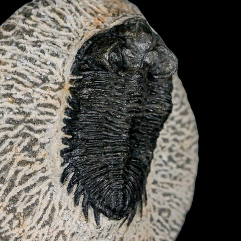 2.1" Coltraenia Oufatenensis Trilobite Fossil Devonian Morocco 400 Mil Yrs Old COA - Fossil Age Minerals