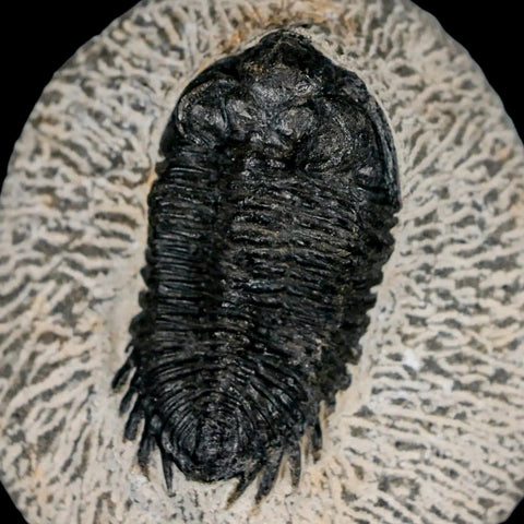 2.1" Coltraenia Oufatenensis Trilobite Fossil Devonian Morocco 400 Mil Yrs Old COA - Fossil Age Minerals