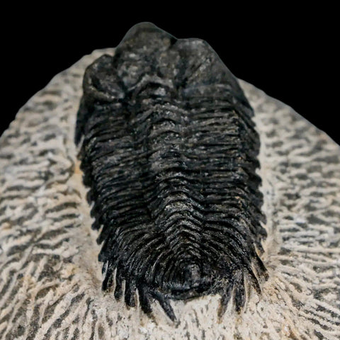 2.1" Coltraenia Oufatenensis Trilobite Fossil Devonian Morocco 400 Mil Yrs Old COA - Fossil Age Minerals