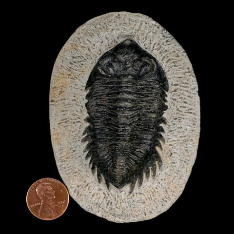 2.6" Coltraenia Oufatenensis Trilobite Fossil Devonian Morocco 400 Mil Yrs Old COA - Fossil Age Minerals