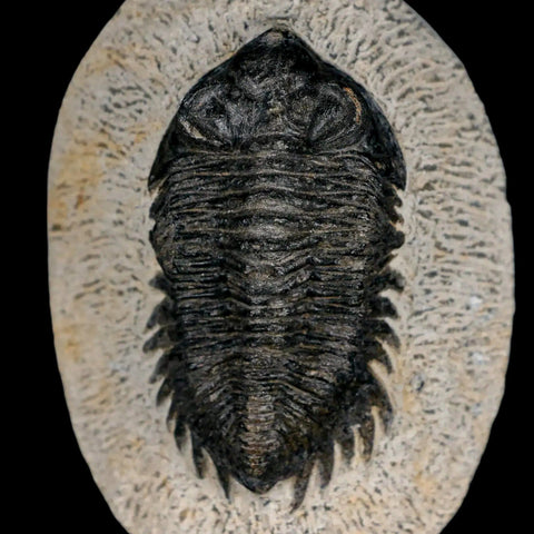 2.6" Coltraenia Oufatenensis Trilobite Fossil Devonian Morocco 400 Mil Yrs Old COA - Fossil Age Minerals