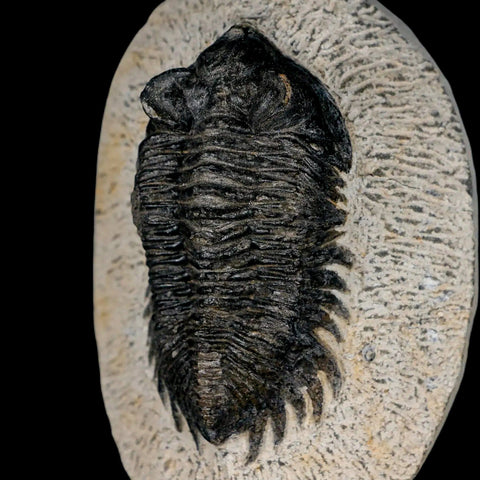 2.6" Coltraenia Oufatenensis Trilobite Fossil Devonian Morocco 400 Mil Yrs Old COA - Fossil Age Minerals