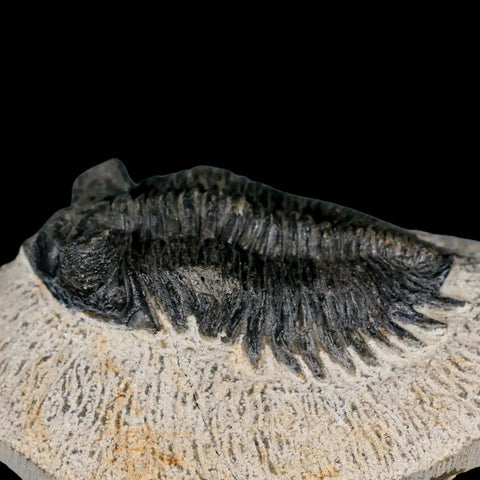 2.6" Coltraenia Oufatenensis Trilobite Fossil Devonian Morocco 400 Mil Yrs Old COA - Fossil Age Minerals