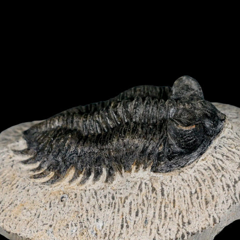 2.6" Coltraenia Oufatenensis Trilobite Fossil Devonian Morocco 400 Mil Yrs Old COA - Fossil Age Minerals