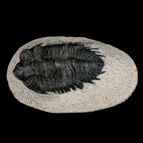 2.7" Coltraenia Oufatenensis Trilobite Fossil Devonian Morocco 400 Mil Yrs Old COA - Fossil Age Minerals