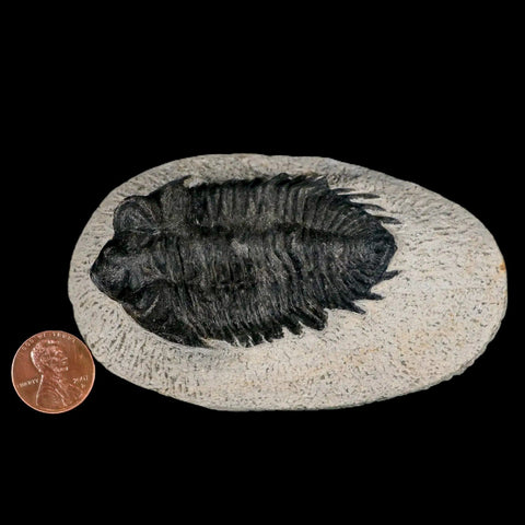 2.7" Coltraenia Oufatenensis Trilobite Fossil Devonian Morocco 400 Mil Yrs Old COA - Fossil Age Minerals