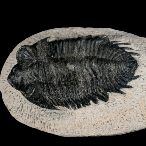 2.7" Coltraenia Oufatenensis Trilobite Fossil Devonian Morocco 400 Mil Yrs Old COA - Fossil Age Minerals