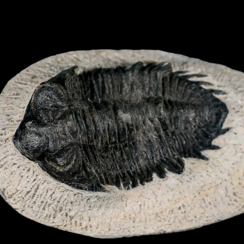 2.7" Coltraenia Oufatenensis Trilobite Fossil Devonian Morocco 400 Mil Yrs Old COA - Fossil Age Minerals