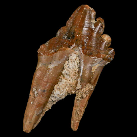 2.8" Basilosaurus Tooth Rooted Prehistoric Whale 34 Mil Yrs Old Late Eocene COA