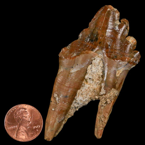 2.8" Basilosaurus Tooth Rooted Prehistoric Whale 34 Mil Yrs Old Late Eocene COA