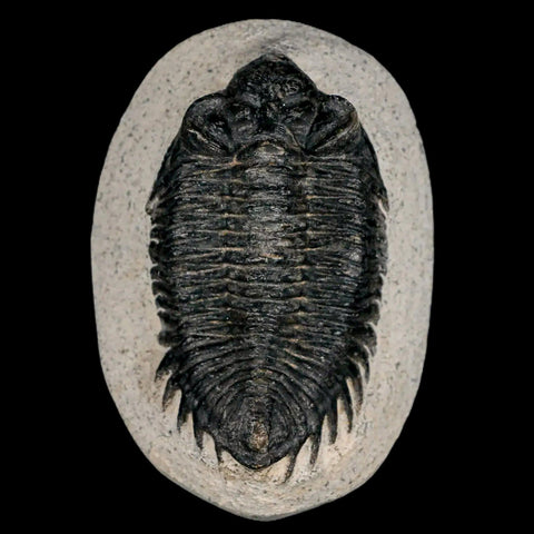 2.8" Coltraenia Oufatenensis Trilobite Fossil Devonian Morocco 400 Mil Yrs Old COA - Fossil Age Minerals