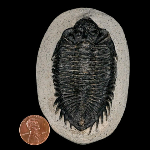 2.8" Coltraenia Oufatenensis Trilobite Fossil Devonian Morocco 400 Mil Yrs Old COA - Fossil Age Minerals