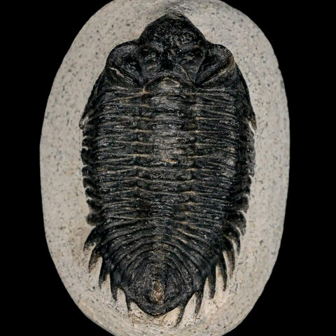 2.8" Coltraenia Oufatenensis Trilobite Fossil Devonian Morocco 400 Mil Yrs Old COA - Fossil Age Minerals