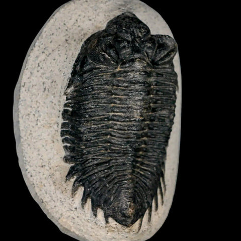 2.8" Coltraenia Oufatenensis Trilobite Fossil Devonian Morocco 400 Mil Yrs Old COA - Fossil Age Minerals