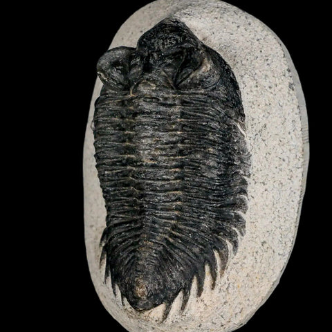 2.8" Coltraenia Oufatenensis Trilobite Fossil Devonian Morocco 400 Mil Yrs Old COA - Fossil Age Minerals