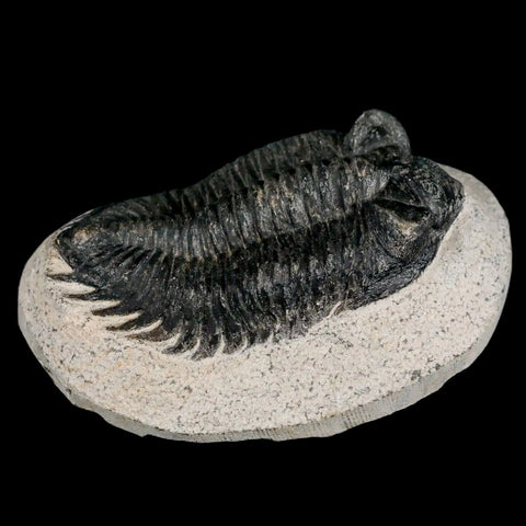 2.8" Coltraenia Oufatenensis Trilobite Fossil Devonian Morocco 400 Mil Yrs Old COA - Fossil Age Minerals