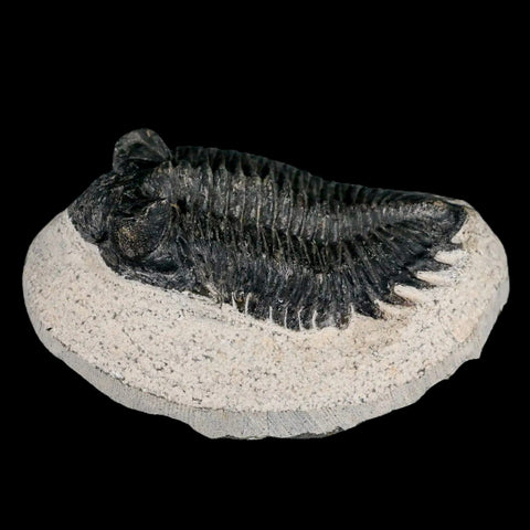 2.8" Coltraenia Oufatenensis Trilobite Fossil Devonian Morocco 400 Mil Yrs Old COA - Fossil Age Minerals