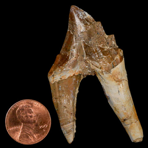 2.4" Basilosaurus Tooth Rooted Prehistoric Whale 34 Mil Yrs Old Late Eocene COA