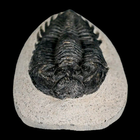 2.8" Coltraenia Oufatenensis Trilobite Fossil Devonian Morocco 400 Mil Yrs Old COA - Fossil Age Minerals