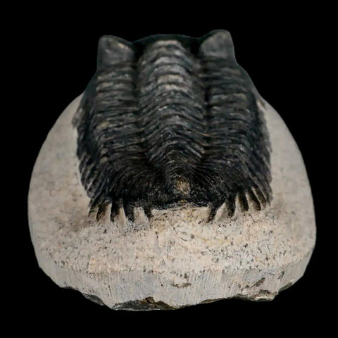 2.8" Coltraenia Oufatenensis Trilobite Fossil Devonian Morocco 400 Mil Yrs Old COA - Fossil Age Minerals