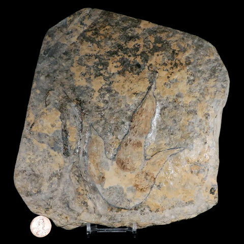 4.5" Grallator Variabilis Dinosaurs Tracks Foot Prints Jurassic Age France COA, Stand - Fossil Age Minerals
