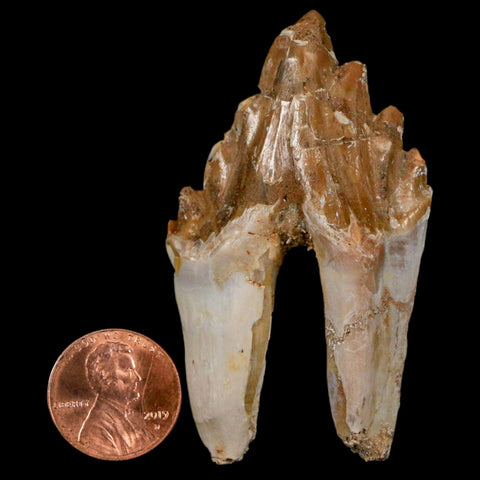 2.5" Basilosaurus Tooth Rooted Prehistoric Whale 34 Mil Yrs Old Late Eocene COA