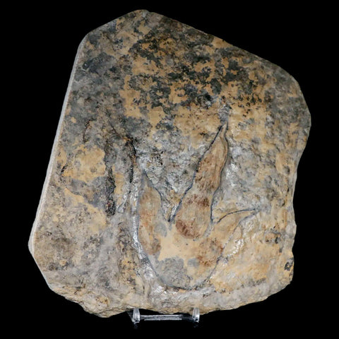 4.5" Grallator Variabilis Dinosaurs Tracks Foot Prints Jurassic Age France COA, Stand - Fossil Age Minerals