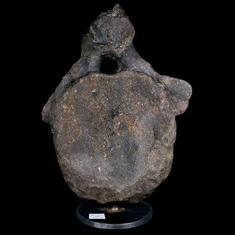 10.1" Hypacrosaurus Dinosaur Fossil Vertebrae Two Medicine FM Montana COA, Stand - Fossil Age Minerals