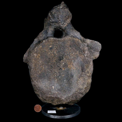 10.1" Hypacrosaurus Dinosaur Fossil Vertebrae Two Medicine FM Montana COA, Stand - Fossil Age Minerals