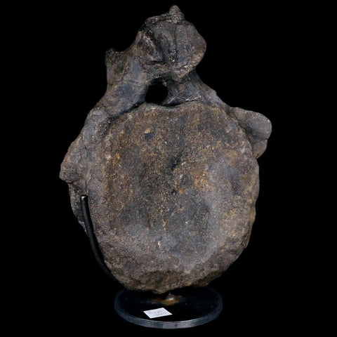 10.1" Hypacrosaurus Dinosaur Fossil Vertebrae Two Medicine FM Montana COA, Stand - Fossil Age Minerals