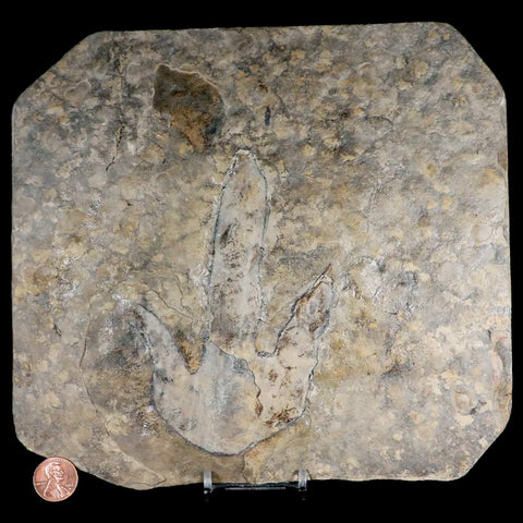 5" Grallator Variabilis Dinosaurs Tracks Foot Prints Jurassic Age France COA, Stand - Fossil Age Minerals