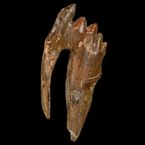 3.3" Basilosaurus Tooth Rooted Prehistoric Whale 34 Mil Yrs Old Late Eocene COA