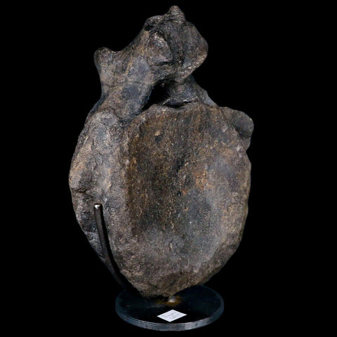 10.1" Hypacrosaurus Dinosaur Fossil Vertebrae Two Medicine FM Montana COA, Stand - Fossil Age Minerals