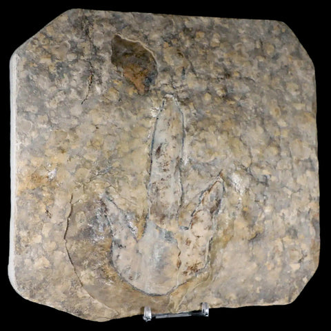 5" Grallator Variabilis Dinosaurs Tracks Foot Prints Jurassic Age France COA, Stand - Fossil Age Minerals