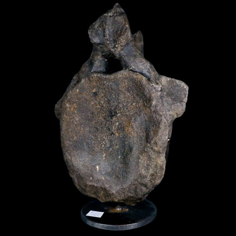 10.1" Hypacrosaurus Dinosaur Fossil Vertebrae Two Medicine FM Montana COA, Stand - Fossil Age Minerals