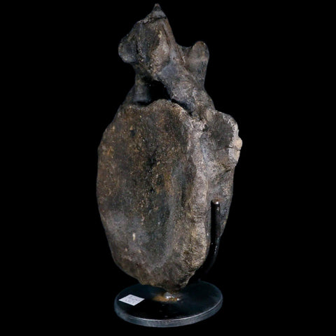 10.1" Hypacrosaurus Dinosaur Fossil Vertebrae Two Medicine FM Montana COA, Stand - Fossil Age Minerals