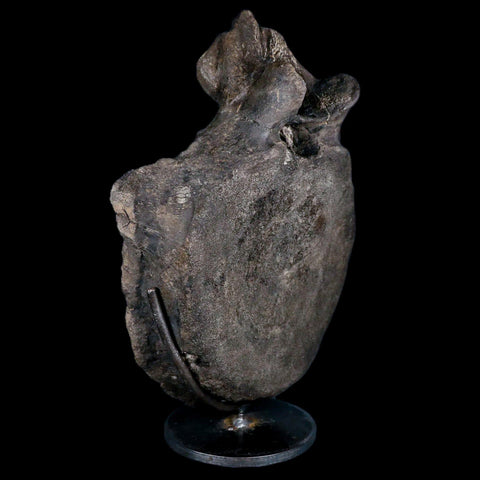 10.1" Hypacrosaurus Dinosaur Fossil Vertebrae Two Medicine FM Montana COA, Stand - Fossil Age Minerals