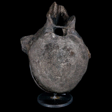 10.1" Hypacrosaurus Dinosaur Fossil Vertebrae Two Medicine FM Montana COA, Stand - Fossil Age Minerals