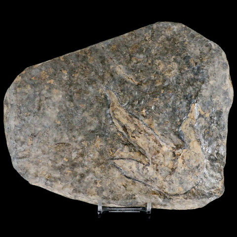 4.3" Grallator Variabilis Dinosaurs Tracks Foot Prints Jurassic Age France COA, Stand - Fossil Age Minerals