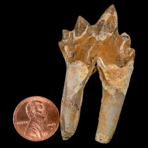 2.2" Basilosaurus Tooth Rooted Prehistoric Whale 34 Mil Yrs Old Late Eocene COA