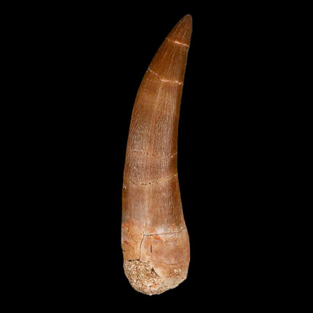 XL 2.5" Plesiosaur Zarafasaura Tooth Fossil Cretaceous Dinosaur Era COA, Stand