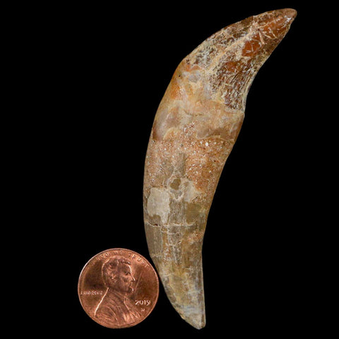 3" Basilosaurus Tooth Rooted Prehistoric Whale 34 Mil Yrs Old Late Eocene COA