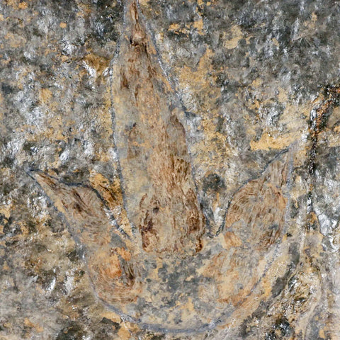 4.3" Grallator Variabilis Dinosaurs Tracks Foot Prints Jurassic Age France COA, Stand - Fossil Age Minerals