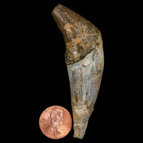 3" Basilosaurus Tooth Rooted Prehistoric Whale 34 Mil Yrs Old Late Eocene COA