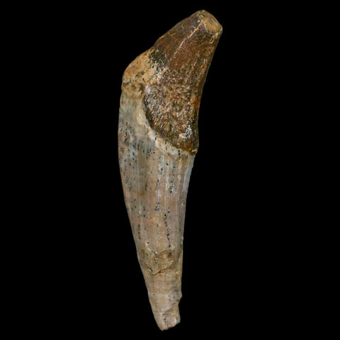 3" Basilosaurus Tooth Rooted Prehistoric Whale 34 Mil Yrs Old Late Eocene COA