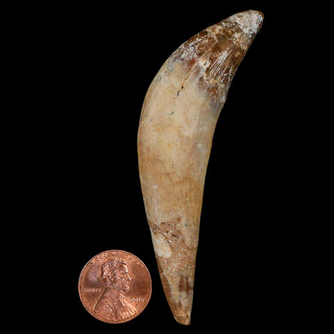 3.2" Basilosaurus Tooth Rooted Prehistoric Whale 34 Mil Yrs Old Late Eocene COA