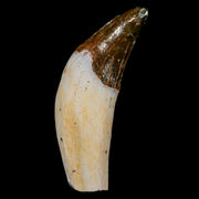 1.9" Basilosaurus Tooth Rooted Prehistoric Whale 34 Mil Yrs Old Late Eocene COA