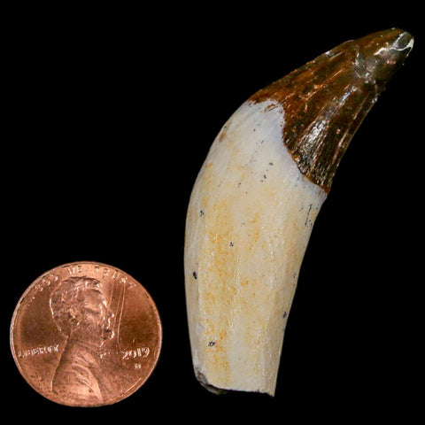 1.9" Basilosaurus Tooth Rooted Prehistoric Whale 34 Mil Yrs Old Late Eocene COA