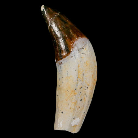 1.9" Basilosaurus Tooth Rooted Prehistoric Whale 34 Mil Yrs Old Late Eocene COA