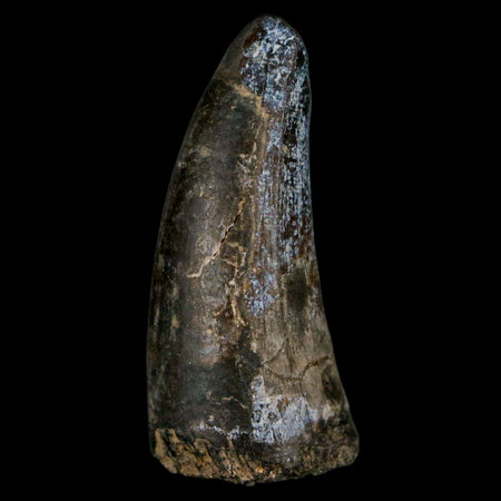 1.8" Sarcosuchus Imperator Crocodile Fossil Tooth Elrhaz FM Cretaceous Niger COA